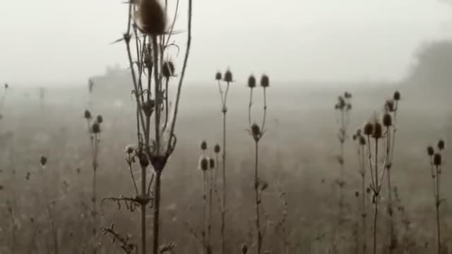 3-р анги